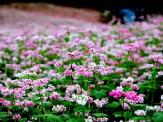 Buckwheat Flower Festival in Ha Giang – A Magical Bloom