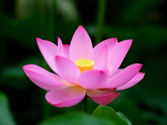 Lotus: Vietnam’s Timeless Symbol of Purity, Beauty, and Resilience